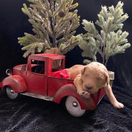 Goldendoodle Puppies from Nikki Lunt's Goldendoodles