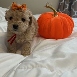 Cockapoo and Poodle Puppies from Village toy poo’s
