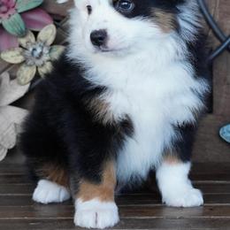 Boy 2 - Black tri male Miniature Australian Shepherd puppy in Lawton, Oklahoma from Lindsey’s Aussies