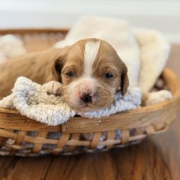 Biscuit - Red and white male Cockapoo puppy in Santa Barbara, California from K+C Doodles