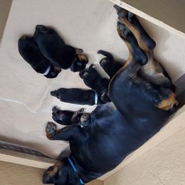 Rottweiler Puppies from Vom Corvinus Haus Rottweilers