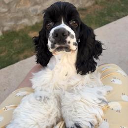 Charlie - Black and white male Cocker Spaniel puppy in El Paso, Texas from Lakota Cockers