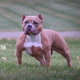 Nani - American Bully
