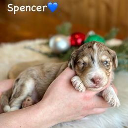Spencer - Red merle male Aussiedoodle puppy in Lancaster, Minnesota from Finney Ranch