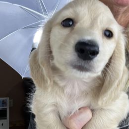 Dachshund Puppies from Chilidog Dachshunds