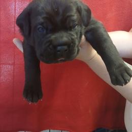 Boy 1 - Black male Cane Corso puppy in Los Lunas, New Mexico from Top Gun Kennels NM