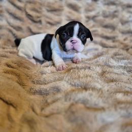 Piper - Black and white female French Bulldog puppy in Alexander City, Alabama from Lake Martin Fancy Frenchies