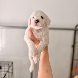 Sugar - Parti female Goldendoodle puppy in Vancouver, Washington from Blissful Doodles