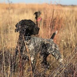 Gidge - German Shorthaired Pointer