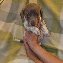 Izzy - Fawn (isabella) and tan female Dachshund puppy in Muncie, Indiana from Dog Crick Daschunds