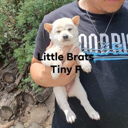 Frosty - Cream female Shiba Inu puppy in Colorado Springs, Colorado from Little Brats