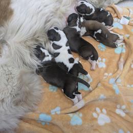 Brutus - Brown and white male Saint Bernard puppy in Kinsman, Ohio from Coleman Saint Bernards of Ohio