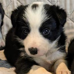 Dot - Black and white female Border Collie puppy in Strafford, Vermont from Thundering Paws Farm