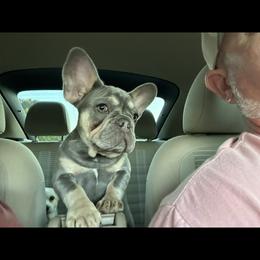 French Bulldog All Grown Up from Franklin Heights Frenchies