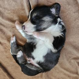 AKC Cardigan Boy 'Ranger - Black and white male Cardigan Welsh Corgi puppy in Tombstone, Arizona from WeVolution Off-Grid
