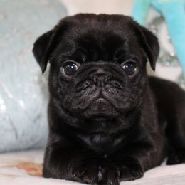 Pug Puppies from Pug Puppies of Boston