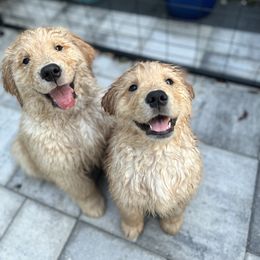 Golden Retriever Puppies from Golden Hour Golden Retrievers