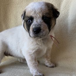 Daisy Red Double mask long tail girl - Red speckled Australian Cattle Dog puppy in Liberty, Maine from Fox Field Farm