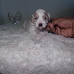 Boy 1 - Parti male Goldendoodle puppy in Fort Myers, Florida from Gandystailsofjoy