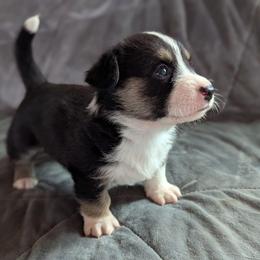 AKC Cardigan Boy 'Ranger - Black and white male Cardigan Welsh Corgi puppy in Tombstone, Arizona from WeVolution Off-Grid