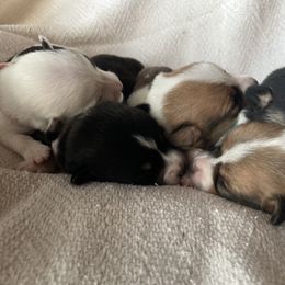 Pembroke Welsh Corgi Puppies from Hallin’ Corgis