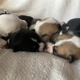 Pembroke Welsh Corgi Puppies from Hallin’ Corgis