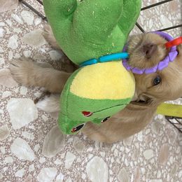 Australian Labradoodle Puppies from Salona Australian Labradoodles