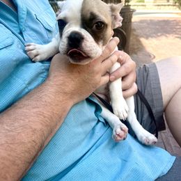 French Bulldog Puppies from Southern Mississippi Frenchies