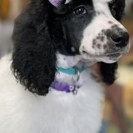 Poodles from Oak Acres