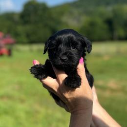 Jocie - Orange Girl- Yellow - Black female Miniature Schnauzer puppy in Oneonta, Alabama from Murphree Valley Kennels