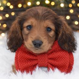 Sven-AKC Import Lines - Red male Dachshund puppy in Coweta, Oklahoma from Sunnyside Dachshunds
