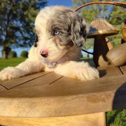PoppySeed Princess - Merle female Goldendoodle puppy in Harrisonburg, Virginia from Curlytail Doodles