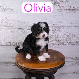 Olivia - Black tri-color female Assorted Doodle Crosses puppy in Calhoun, Georgia from Happy Top Doodles
