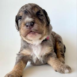 Skye - Blue merle female Bernedoodle puppy in Pulaski, Tennessee from Doodle My Heart