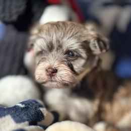 Arrow - Chocolate sable male Havanese puppy in Arizona from HavaDoggie
