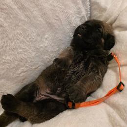 Orange Collar - Fawn female Cane Corso puppy in Pylesville, Maryland from Safe Haven Cane Corso