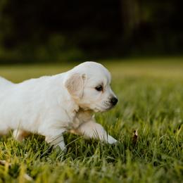 Boy 3 - Light golden male Golden Retriever puppy in Waco, Texas from Coconut Cream Goldens