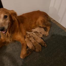 Girl 1 - Golden female Golden Retriever puppy in Collins, Georgia from Beards Creek Kennels