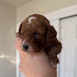 Ruby - Red  female Goldendoodle puppy in Sacramento, California from GoldenDoodle Love