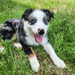 Australian Shepherd All Grown Up from TX Wild Heart Aussies