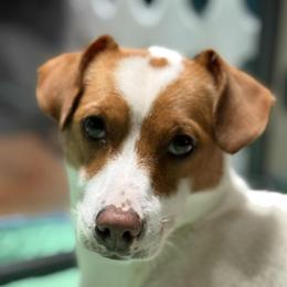 Gigi - Russell Terrier