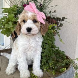 Elsa - Blenheim female Cavapoo puppy in South Jordan, Utah from Simply Sweet Paws. LLC