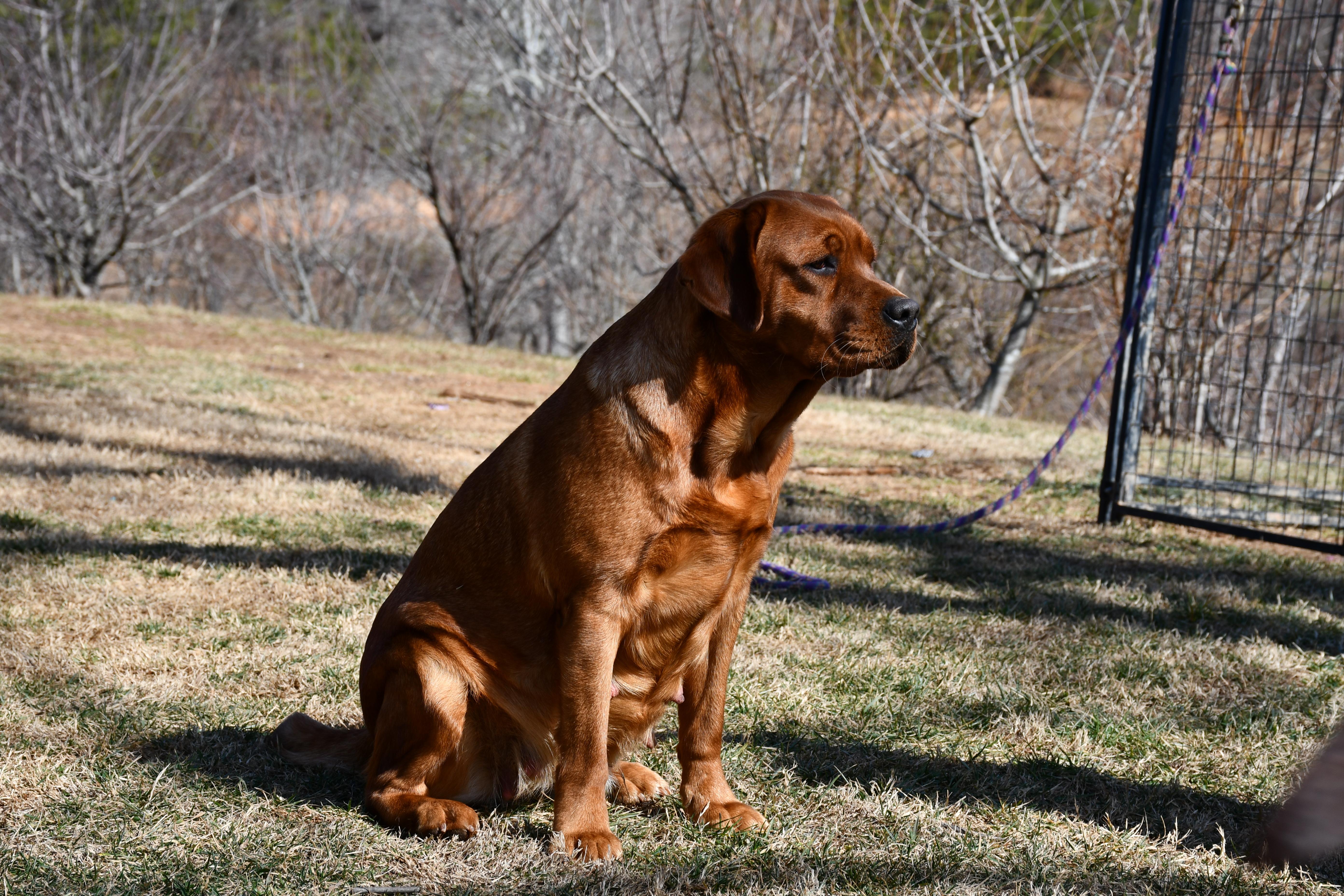 Labrador Pointer Ridge Back Sunset Ridge Labs in North Carolina | Labrador Retriever puppies | Good Dog