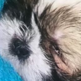 Shih Tzus from Fredericksburg shih tzus