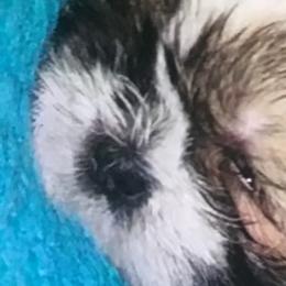 Shih Tzus from Fredericksburg shih tzus