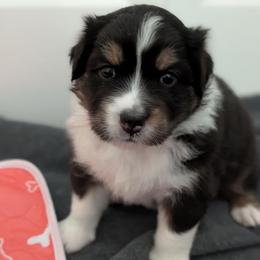 Hype - Black tri-color male Australian Shepherd puppy in Rhode Island from Ocean Cliff Aussies