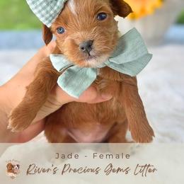 Jade - Apricot female Goldendoodle puppy in Atlanta, Georgia from Teddy Puppies