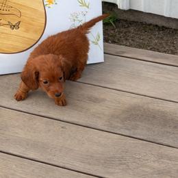 Rocket - Red male Dachshund puppy in Ft Dodge, Iowa from Secret Reality