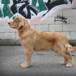Golden Retriever Puppies from DoubleTake Goldens