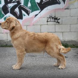 Golden Retriever Puppies from DoubleTake Goldens